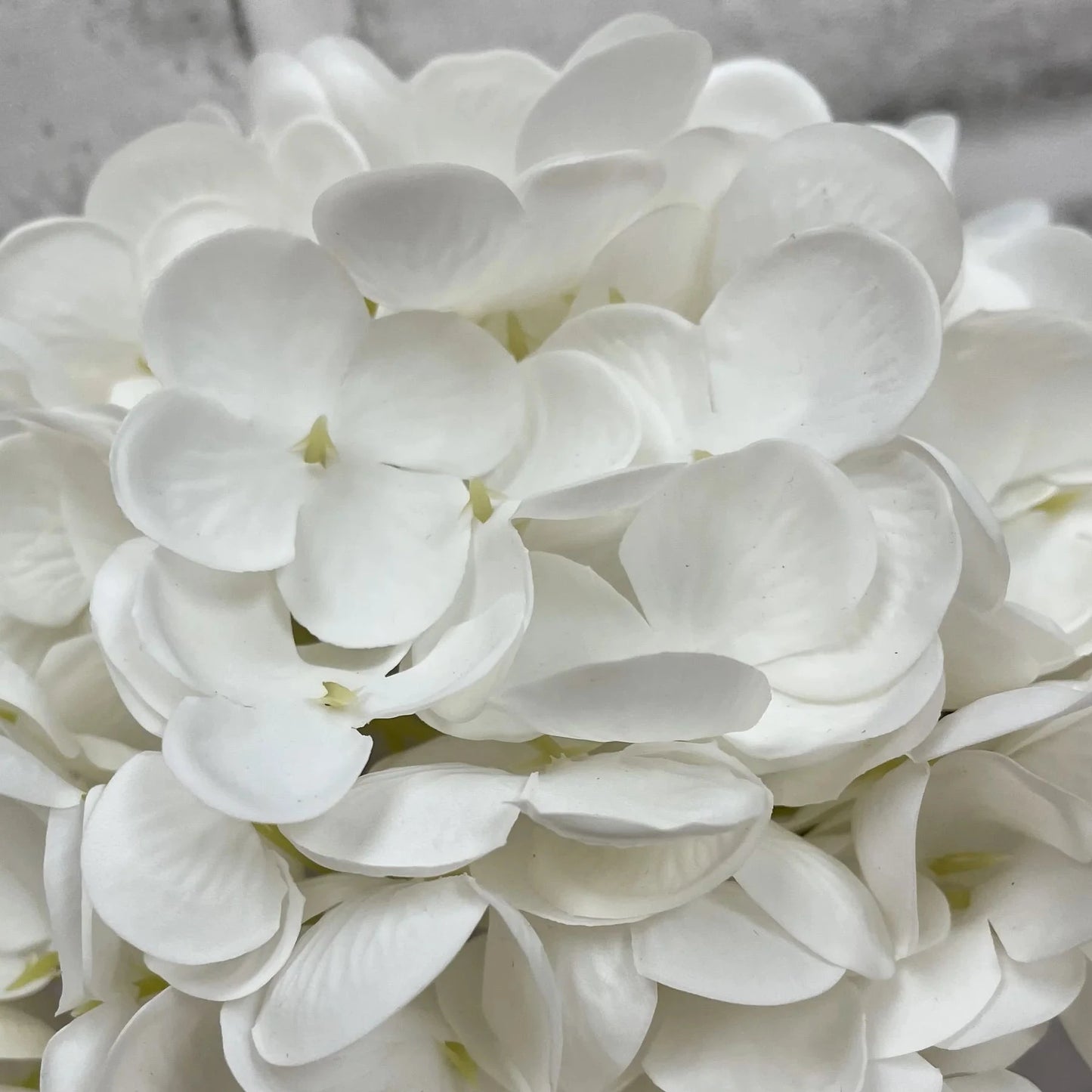 Close-up of white flowers with a blurred background